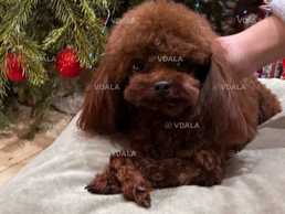 Пудель для вʼязки Пудель для вʼязки - VDALA.PRO