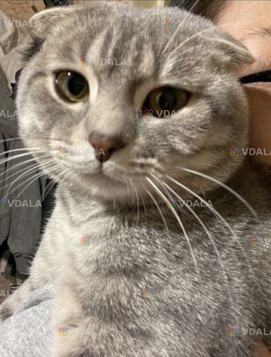 Молодий котик з досвідом шукає дівчинку шотланську прямовушку - VDALA.PRO