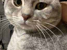 Молодий котик з досвідом шукає дівчинку шотланську прямовушку Молодий котик з досвідом шукає дівчинку шотланську прямовушку - VDALA.PRO
