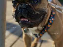 Шукаємо наречену для нашого красеня-француза Кобель Шукаємо наречену для нашого красеня-француза Кобель - VDALA.PRO