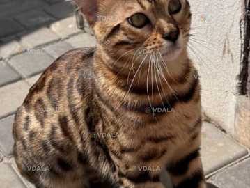 Вʼязка бегнальський кіт Вʼязка бегнальський кіт - VDALA.PRO