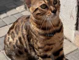 Вʼязка бегнальський кіт Вʼязка бегнальський кіт - VDALA.PRO