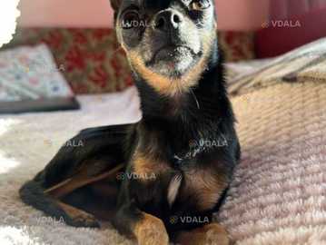 Гарний, веселий тойчик шукає дівчинку для в'язки Гарний, веселий тойчик шукає дівчинку для в'язки - VDALA.PRO