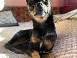 Гарний, веселий тойчик шукає дівчинку для в'язки Гарний, веселий тойчик шукає дівчинку для в'язки - VDALA.PRO