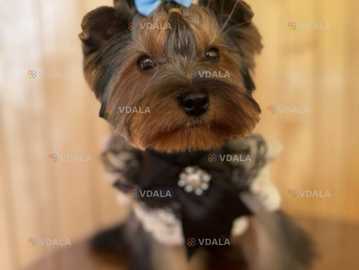 Шукаємо дівчинку йорку Шукаємо дівчинку йорку - VDALA.PRO