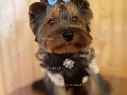 Шукаємо дівчинку йорку Шукаємо дівчинку йорку - VDALA.PRO