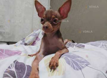 Міні той терʼєр шукає дівчинку Міні той терʼєр шукає дівчинку - VDALA.PRO