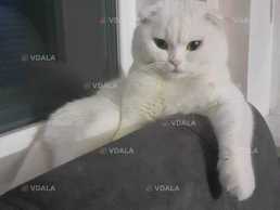 Шотландський висловухий кіт красень запрошує вашу красуню для в‘язки. Шотландський висловухий кіт красень запрошує вашу красуню для в‘язки. - VDALA.PRO