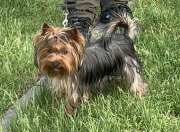 Йорк шукає невесту Йорк шукає невесту - VDALA.PRO