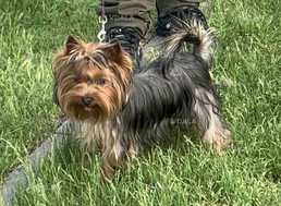 Йорк шукає невесту Йорк шукає невесту - VDALA.PRO