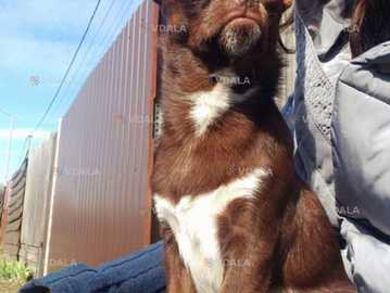 Чихуахуа шукає наречену Чихуахуа шукає наречену - VDALA.PRO