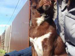 Чихуахуа шукає наречену Чихуахуа шукає наречену - VDALA.PRO