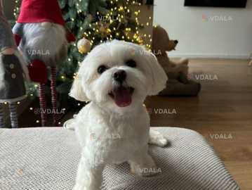 Хлопчик мальтезе Оскар (2,10 років; 4,5 кг) шукає дівчинку. - VDALA.PRO