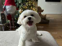 Хлопчик мальтезе Оскар (2,10 років; 4,5 кг) шукає дівчинку. Хлопчик мальтезе Оскар (2,10 років; 4,5 кг) шукає дівчинку. - VDALA.PRO