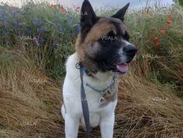 Американський акіта шукає дівчинку - VDALA.PRO