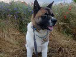 Американський акіта шукає дівчинку Американський акіта шукає дівчинку - VDALA.PRO