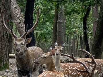 Вʼязка плямистих оленів , ланей европейських - VDALA.PRO