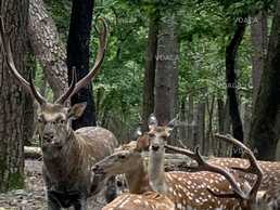 Вʼязка плямистих оленів , ланей европейських Вʼязка плямистих оленів , ланей европейських - VDALA.PRO