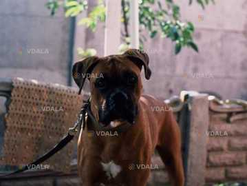 Пропонується для в’язки боксер - VDALA.PRO