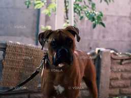 Пропонується для в’язки боксер Пропонується для в’язки боксер - VDALA.PRO