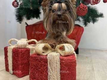 Мини мальчик Бебифейс - VDALA.PRO