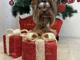 Мини мальчик Бебифейс Мини мальчик Бебифейс - VDALA.PRO