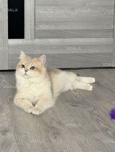 Вʼязка, голубе золото, на території котика. - VDALA.PRO
