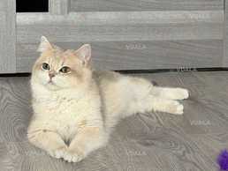 Вʼязка, голубе золото, на території котика. Вʼязка, голубе золото, на території котика. - VDALA.PRO