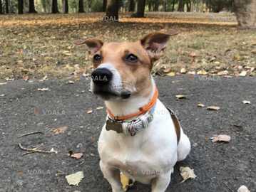 Джек Рассел хлопчик - VDALA.PRO