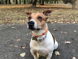 Джек Рассел хлопчик Джек Рассел хлопчик - VDALA.PRO