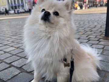 Померанський шпіц шукає дівчинку - VDALA.PRO