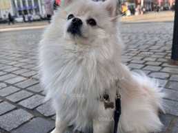 Померанський шпіц шукає дівчинку Померанський шпіц шукає дівчинку - VDALA.PRO