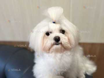 Пропонуємо в'язку молодого кобеля мальтезе, в'яже сам, корейський тип - VDALA.PRO