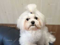Пропонуємо в'язку молодого кобеля мальтезе, в'яже сам, корейський тип Пропонуємо в'язку молодого кобеля мальтезе, в'яже сам, корейський тип - VDALA.PRO