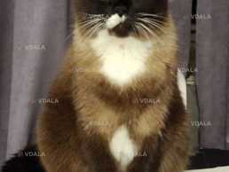 Зник кіт! Допоможіть знайти! Київ винагорода!!! Кота звати Маркiз. - VDALA.PRO