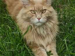 Зник кіт породи мейнкун (крупний кіт) 29 травня 2023р - VDALA.PRO
