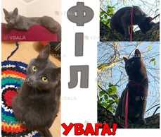 Зник кіт 4 рокі на ім'я Філ,з 12 на 13 червня. Порода шотландська - VDALA.PRO