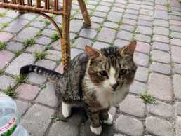 Загубився кіт, винагорода 10000грн - VDALA.PRO