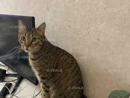 Загубився кіт, винагорода 20000грн - VDALA.PRO