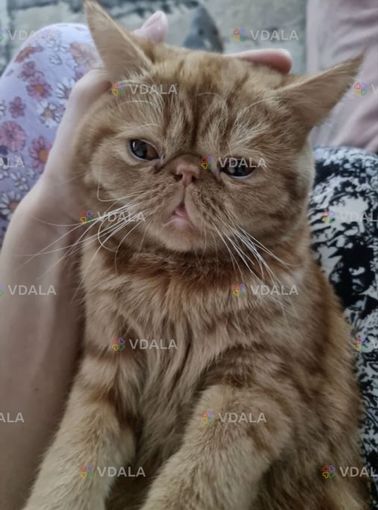 Допоможіть знайти котика, загубився кіт на Жулянах, рудий перс екзот - VDALA.PRO