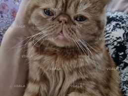 Допоможіть знайти котика, загубився кіт на Жулянах, рудий перс екзот - VDALA.PRO