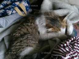 Загубився кіт в Малині район Бам/ Прожектор/ Царське село. Пухнастий - VDALA.PRO