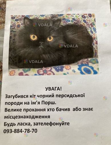 Загубився в смт Димер персидський кіт чорного кольору - VDALA.PRO