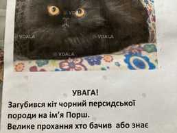Загубився в смт Димер персидський кіт чорного кольору - VDALA.PRO