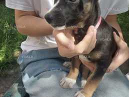 Знайшли щенятко в Хмельницькому - VDALA.PRO