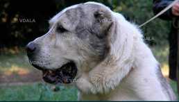 Загубилась собака алабай (хлопчик) - 1 рік. Жуляни - VDALA.PRO