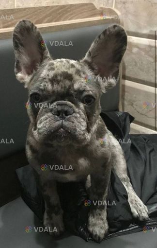 Пропал пёс! В районе Старый Дмитриевский, Шевченковский район - VDALA.PRO