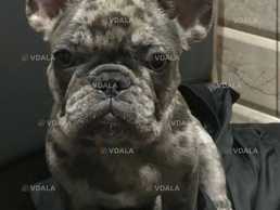 Пропал пёс! В районе Старый Дмитриевский, Шевченковский район - VDALA.PRO