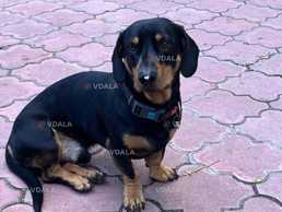 Загубили собаку! Такса з підпалом, кобель, Київ - VDALA.PRO