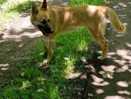 Загубили вівчарку - VDALA.PRO